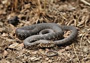 Natrix tessellata