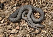 Natrix tessellata
