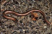 Anguis fragilis s.l.