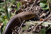 Pseudopus apodus