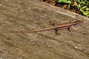 Podarcis muralis