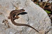 Lacerta agilis