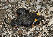 Bombina variegata