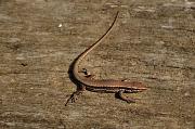 Podarcis muralis