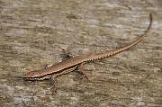 Podarcis muralis