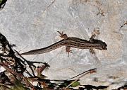 Lacerta agilis