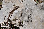 Lacerta agilis