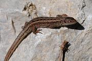 Lacerta agilis