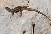 Lacerta agilis