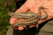 Lacerta agilis