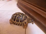 Testudo hermanni