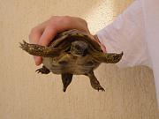 Testudo hermanni