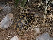 Testudo hermanni