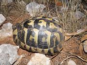 Testudo hermanni