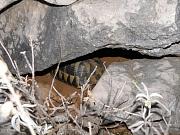 Testudo hermanni