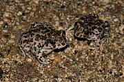 Pelobates syriacus