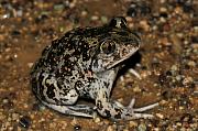 Pelobates syriacus