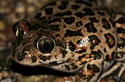 Pelobates syriacus