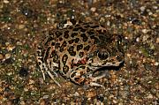 Pelobates syriacus