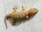 Hemidactylus turcicus
