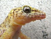 Hemidactylus turcicus