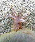 Hemidactylus turcicus