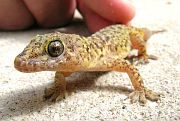 Hemidactylus turcicus
