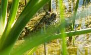 Pelophylax cretensis