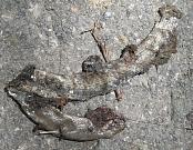 Anguis fragilis s.l.