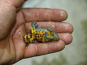 Bombina variegata
