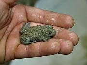 Bombina variegata
