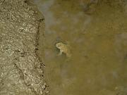 Bombina variegata