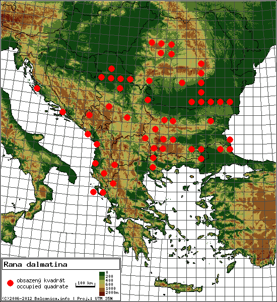 Rana dalmatina - mapa všech obsazených kvadrátů, UTM 50x50 km