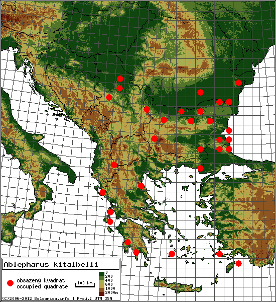 Ablepharus kitaibelii - mapa všech obsazených kvadrátů, UTM 50x50 km