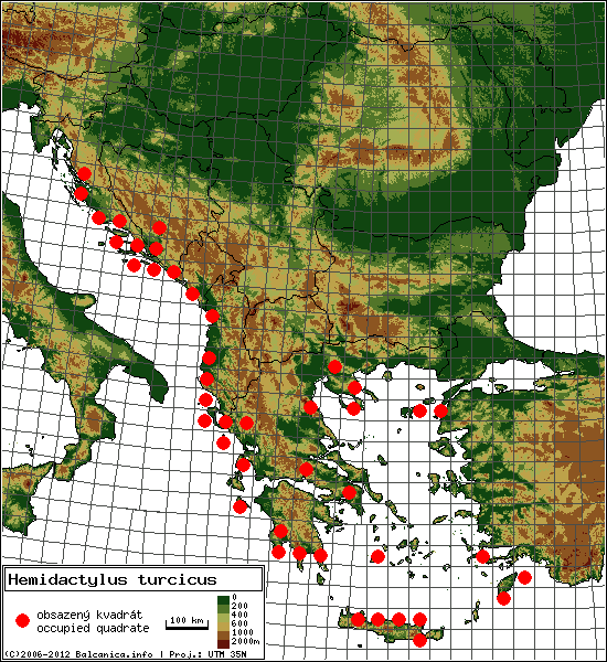 Hemidactylus turcicus - mapa všech obsazených kvadrátů, UTM 50x50 km