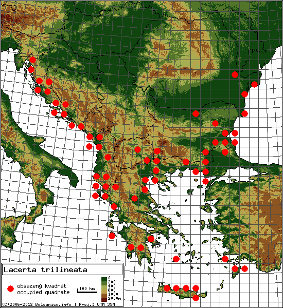 Lacerta trilineata - mapa všech obsazených kvadrátů, UTM 50x50 km