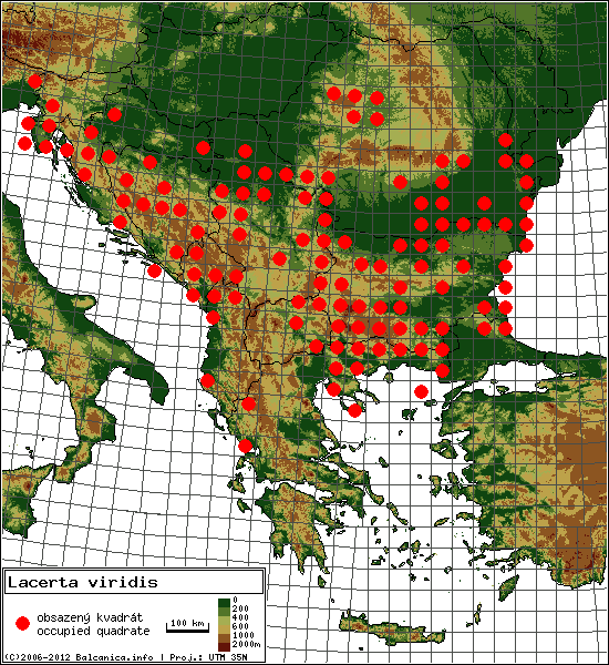 Lacerta viridis - Map of all occupied quadrates, UTM 50x50 km