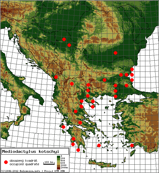 Mediodactylus kotschyi - mapa všech obsazených kvadrátů, UTM 50x50 km