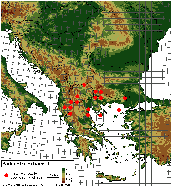 Podarcis erhardii - mapa všech obsazených kvadrátů, UTM 50x50 km