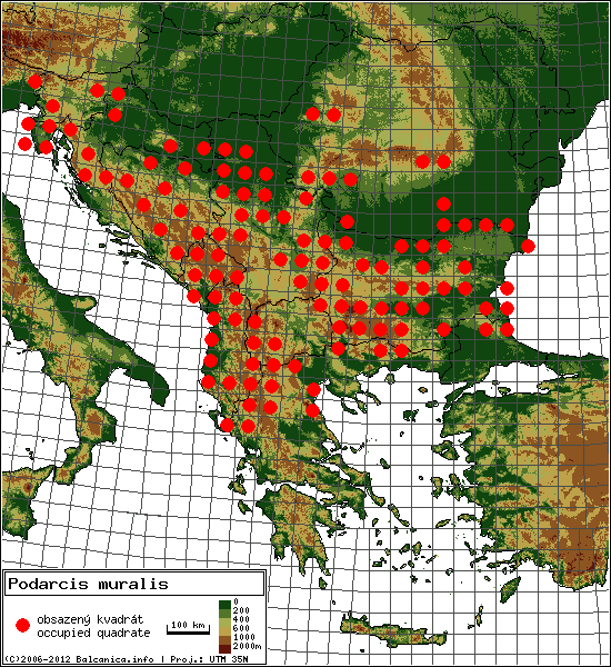 Podarcis muralis - mapa všech obsazených kvadrátů, UTM 50x50 km