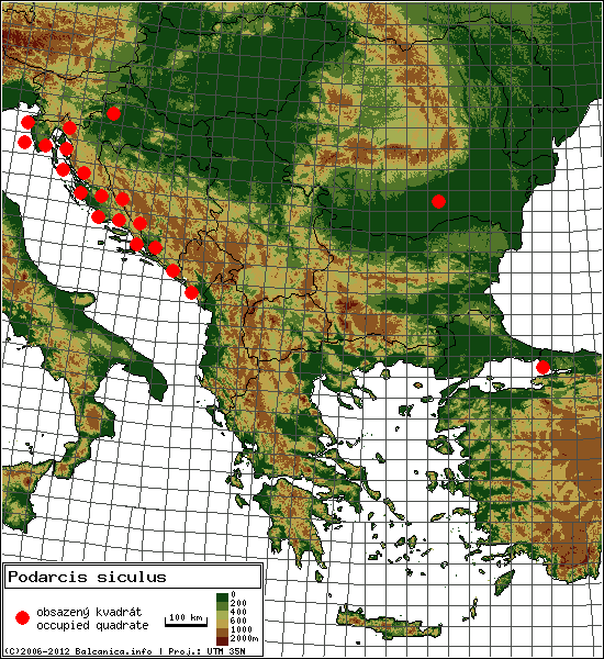 Podarcis siculus - mapa všech obsazených kvadrátů, UTM 50x50 km