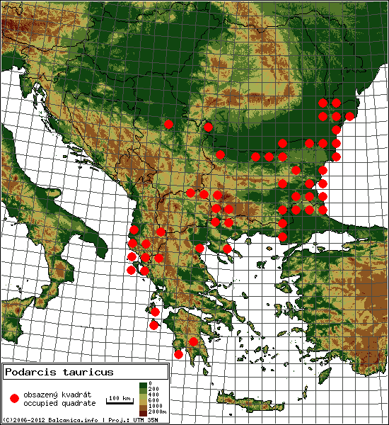 Podarcis tauricus - mapa všech obsazených kvadrátů, UTM 50x50 km