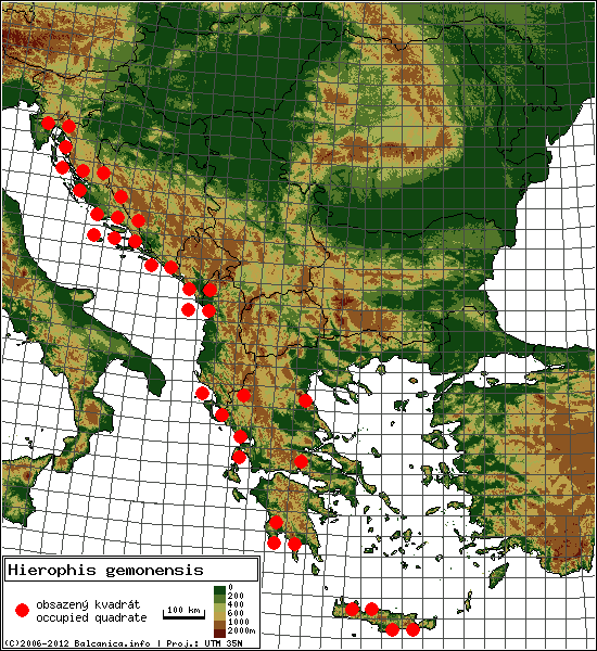 Hierophis gemonensis - mapa všech obsazených kvadrátů, UTM 50x50 km