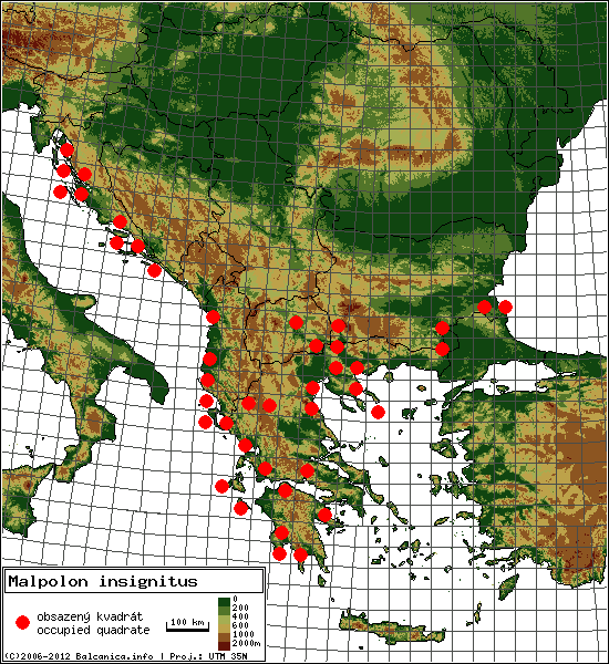 Malpolon insignitus - mapa všech obsazených kvadrátů, UTM 50x50 km
