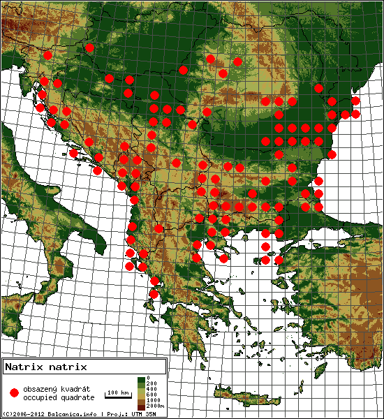 Natrix natrix - mapa všech obsazených kvadrátů, UTM 50x50 km