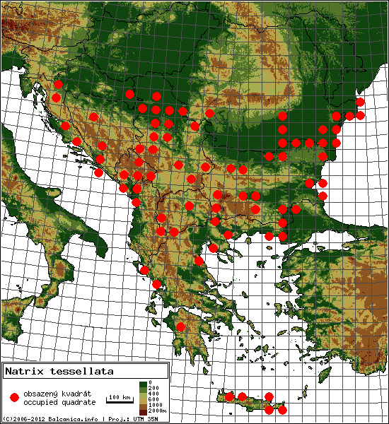 Natrix tessellata - mapa všech obsazených kvadrátů, UTM 50x50 km