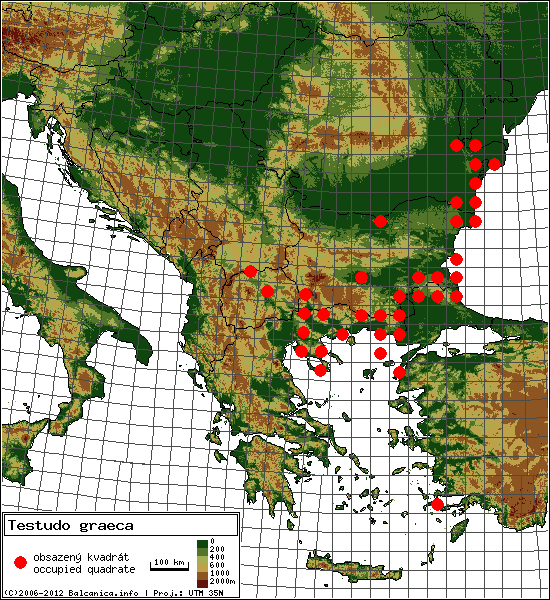 Testudo graeca - mapa všech obsazených kvadrátů, UTM 50x50 km