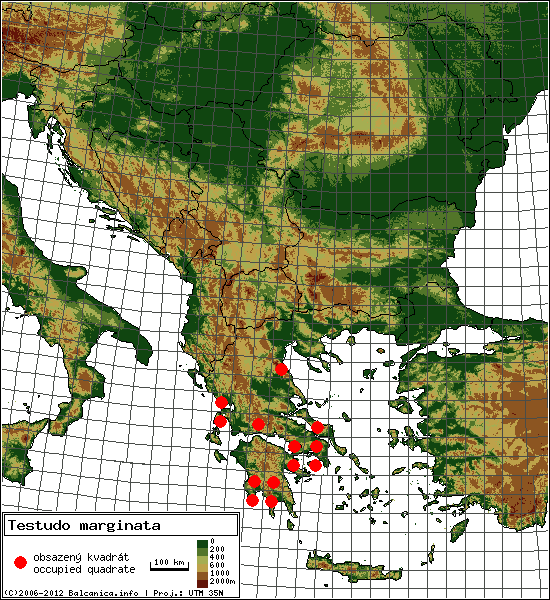 Testudo marginata - mapa všech obsazených kvadrátů, UTM 50x50 km