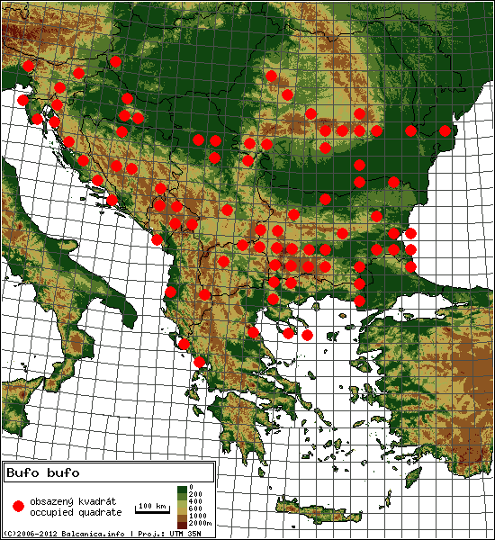 Bufo bufo - mapa všech obsazených kvadrátů, UTM 50x50 km
