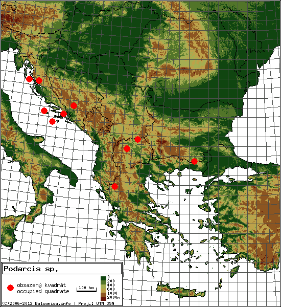 Podarcis sp. - mapa všech obsazených kvadrátů, UTM 50x50 km